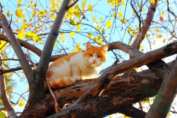 Cats know how to climb everything...
