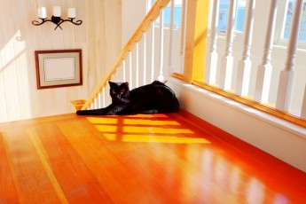A lot of black cats often...