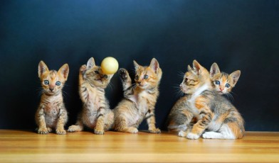 Cats learn how to socialize...