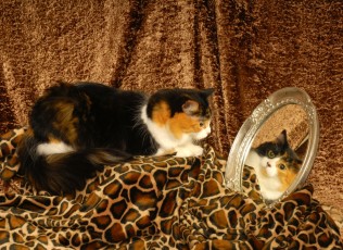 Cats are pampered, they love...