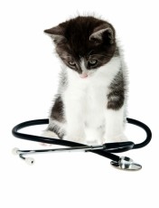 Visits to the veterinarian...