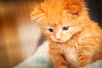 Little kittens are able to open...