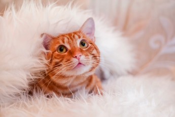 Cats just know how...