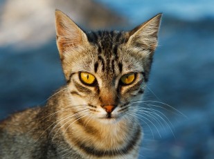 Cats can stare at you...