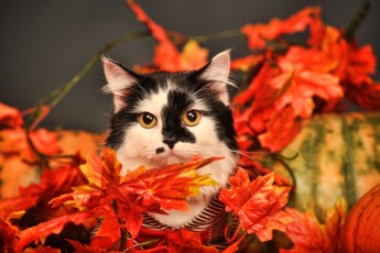 Autumn Leaves...