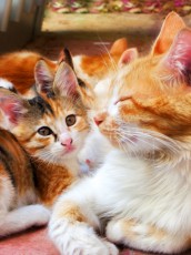 They may have 9 lives...