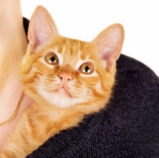 A Benefit of a Cat is...