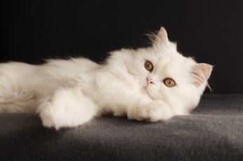 Cats were made...