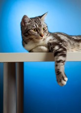 Cats love to be on top...