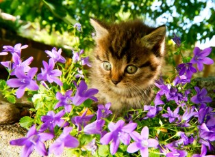 Kittens are so inquisitive...