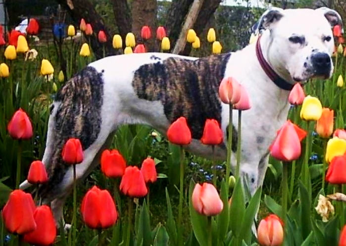 An American Staffordshire Terrier is surrounded by a bed of tulips.