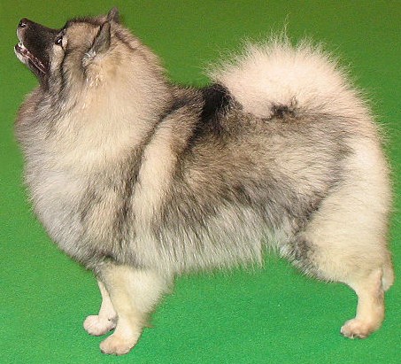 A Keeshond featured against a green background.