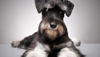 A beautiful salt and pepper Miniature Schnauzer is sitting on a grey floor looking right at the camera.