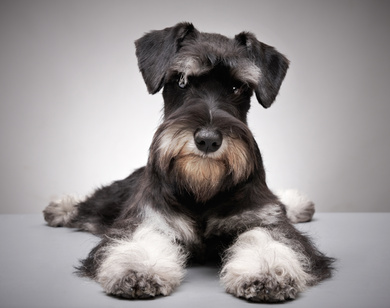 A beautiful salt and pepper Miniature Schnauzer is sitting on a grey floor looking right at the camera.