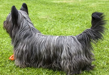 A Skye Terrier staring at someone while standing on grass.