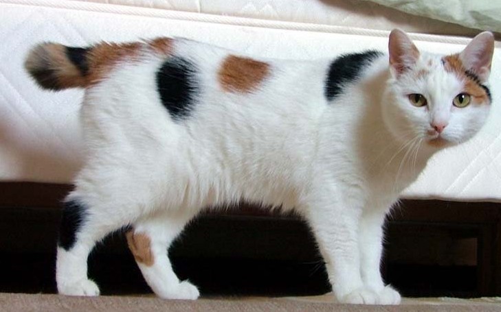 A Calico colored like Manx Cat standing on the carpet.