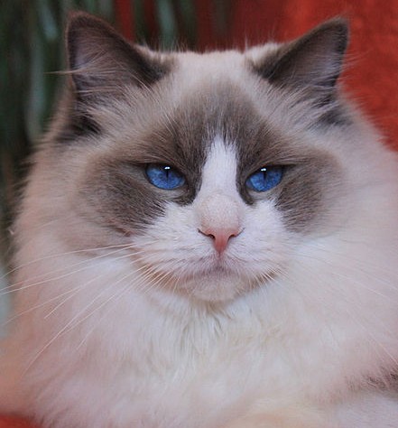 A resting Ragdoll cat with dark blue eyes.