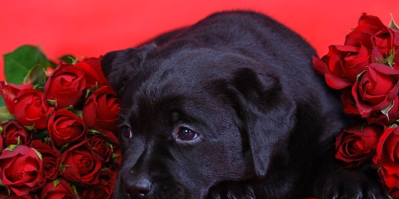 Purebred vs mixed breed dogs is always a lively discussion amongst pet owners.