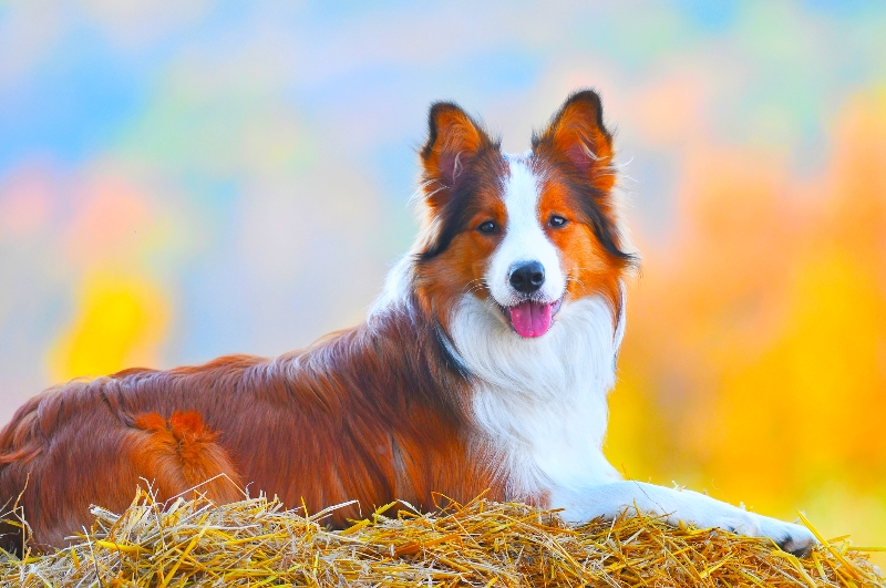 A beautiful brown and white Border Collie is facing the camera resting on a bed of straw against a multi- colored impressionistic background.