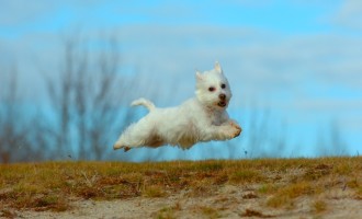 A West Highland Terrier is literally flying through the air over a field.