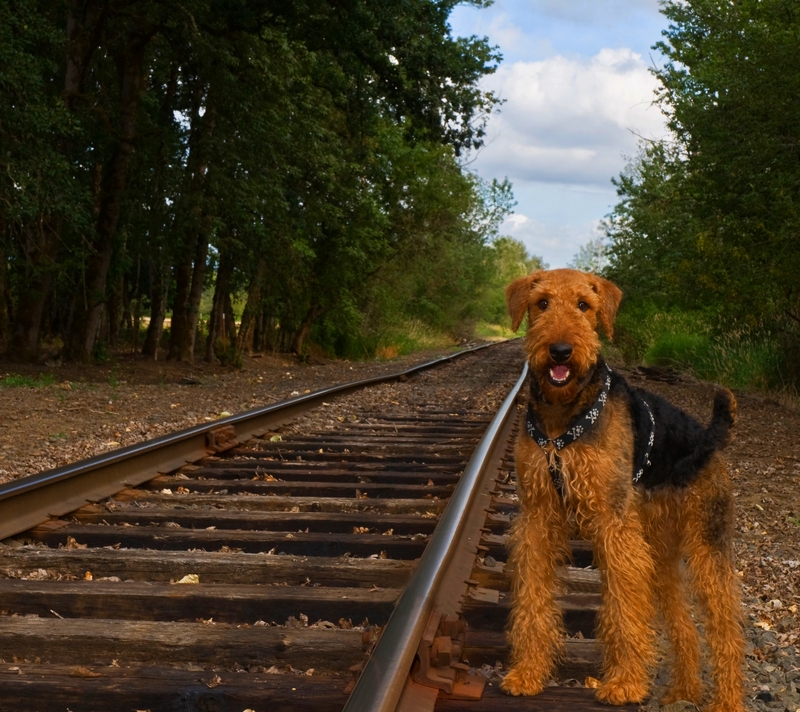 An Airedale is standing next to a set of train tracks waiting for a ride to take him home.