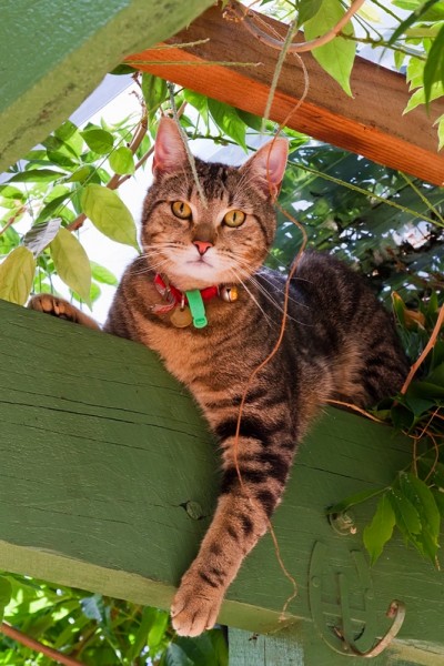 Pet adoption by lady luck is a great way to own a pet without ever thinking it would happen in the first place!