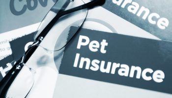 Pet health insurance has made expensive veterinary care more affordable to many.