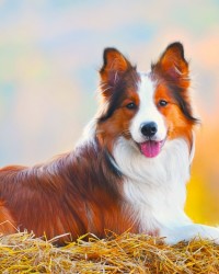 A tan and white Border Collie is resting on a bale of hay against a yellow, orange and blue pastel background.