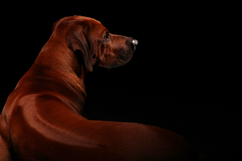 A beautiful Rhodesian Ridgeback is posing surrounded by a jet black background.