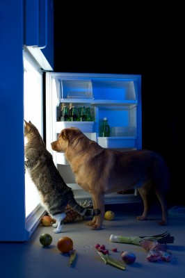 A Labrador Retriever and grey tiger striped cat peer into a opened refrigerator with vegetables and fruits scattered on the kitchen floor.