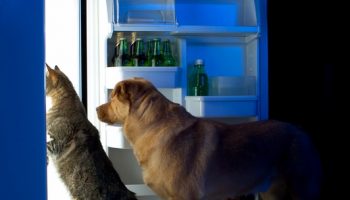 A Labrador Retriever and grey tiger striped cat peer into a opened refrigerator with vegetables and fruits scattered on the kitchen floor.