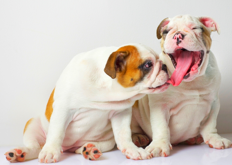 One English Bulldog is yawning while the other is looking towards it.