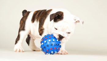 A brindle and white English Bulldog puppy is playing with a spiked blue rubber ball on a white background.