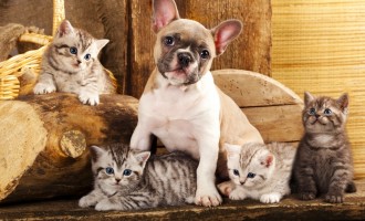 A tan and white French Bulldog is sitting on a wooden bench surrounded by 4 light tiger striped kittens on a tan wooden wall background.