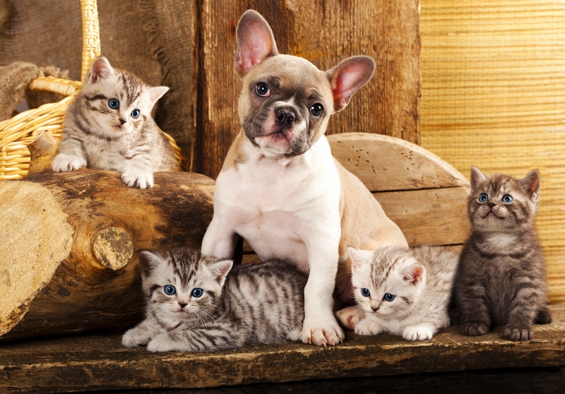 A tan and white French Bulldog is sitting on a wooden bench surrounded by 4 light tiger striped kittens on a tan wooden wall background.