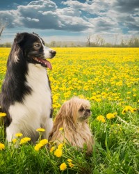 A black and white border collie and buff colored lhasa apso sit in the foreground of a field of dandelions.