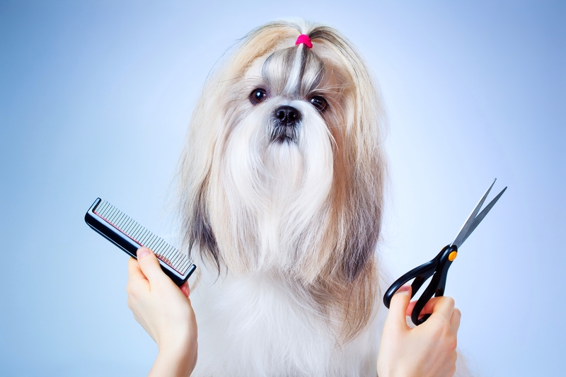 Dog grooming is an important way of maintaining a clean, healthy coat and prevents skin diseases at the same time.