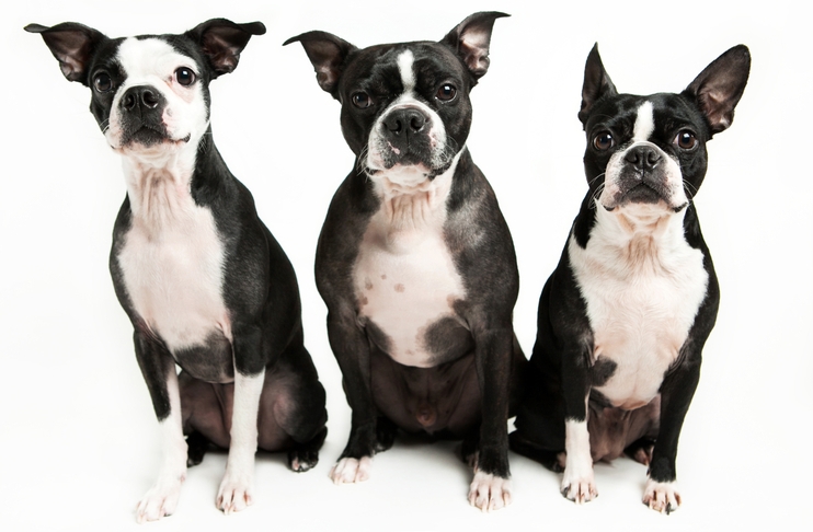 Three tuxedo looking Boston Terrier dogs are staring into the camera lens all on a white background.