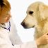 The right veterinarian for your pet is one that truly cares for your animal.