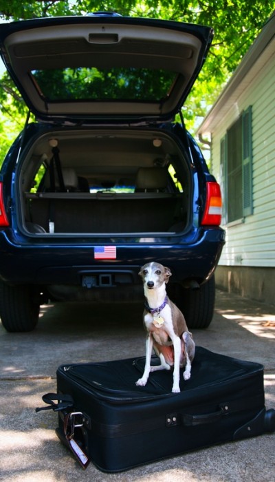 Car safety for pets is something to think about way before you take your pet on a car ride.