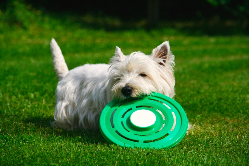 A young West Highland Terrier running with a lime turquoise colored frisbee in its mouth on a grass lawn.