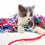 A little charcoal and white kitten is surrounded by a pile of red, white, green and blue yarn.