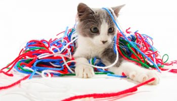 A little charcoal and white kitten is surrounded by a pile of red, white, green and blue yarn.