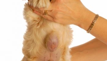 A woman is holding up a young Cocker Spaniel puppy with an umbilical hernia that need to be surgically repaired against a white background.