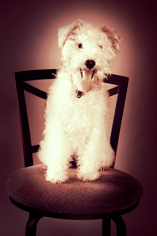 A Fox Terrier is sitting on a black stool against a dark maroon background.