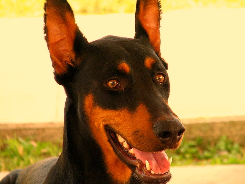 A closeup of a young Doberman Pinscher standing in a field.
