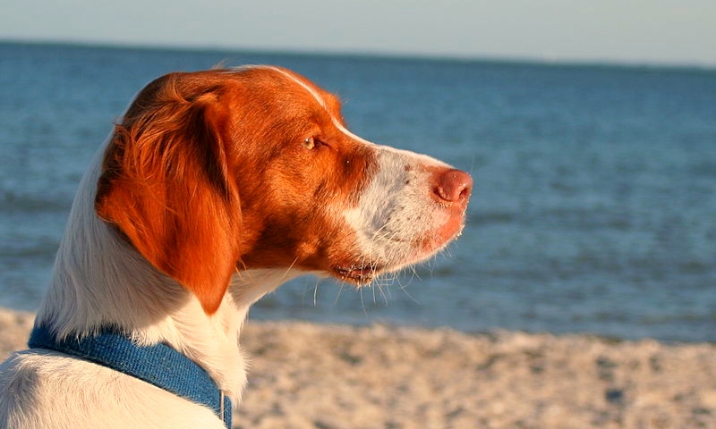 A Brittany Spaniel stares intently ahead while enjoying a summer day by the water.