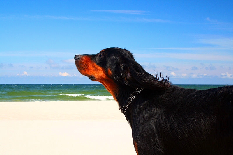 A beautiful Gordon Setter is enjoying the warm summer breeze on a quiet afternoon at the ocean's edge.