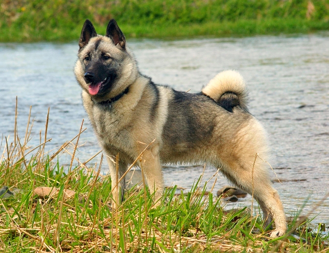 A Norwegian Elkhound is standing besides a body of water on a fine autumn day.