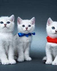 Three white kittens; one with a blue ribbon and the other with red bead around their necks against a blue/grey background.